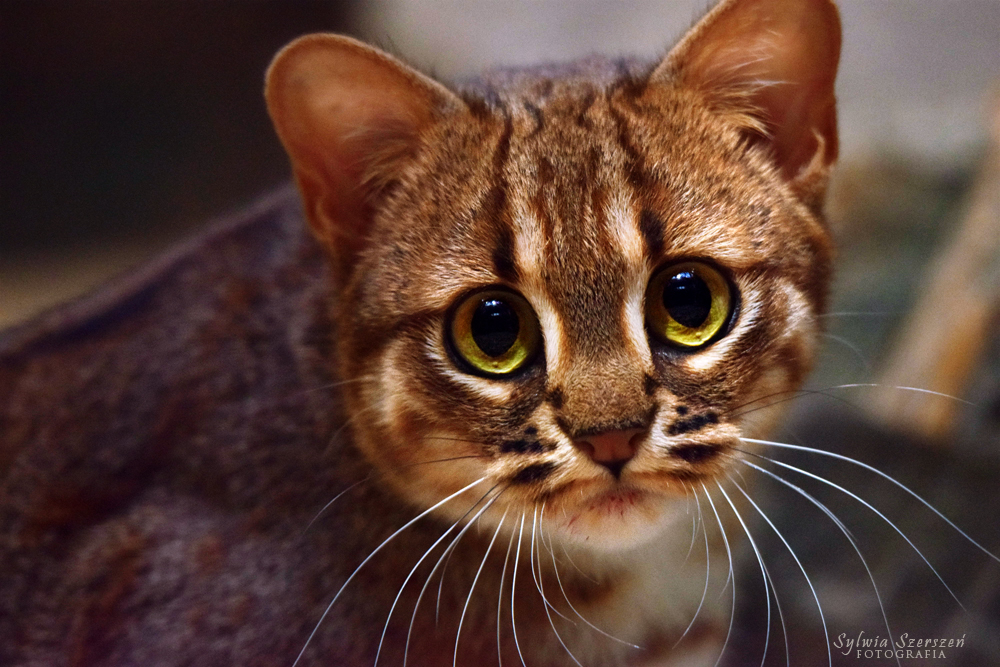 Sri Lankan Rusty-spotted cat