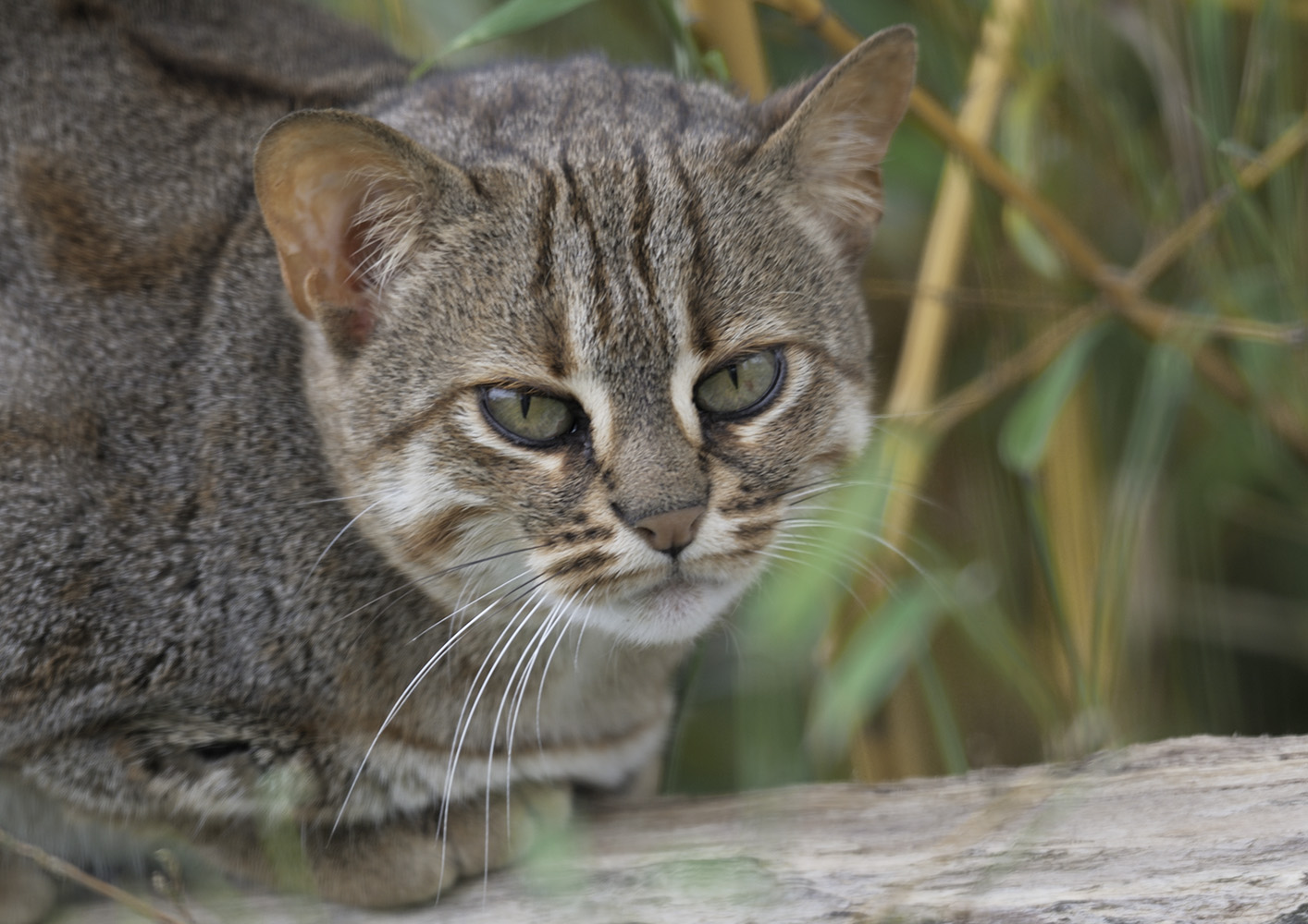 Sri Lankan rusty-spotted cat