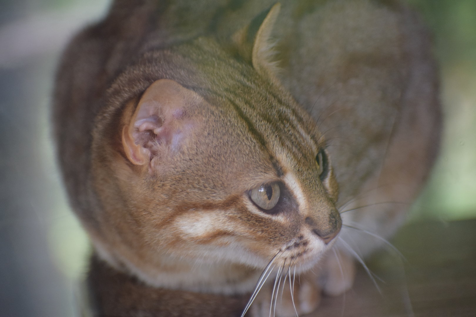 Sri Lankan rusty-spotted cat