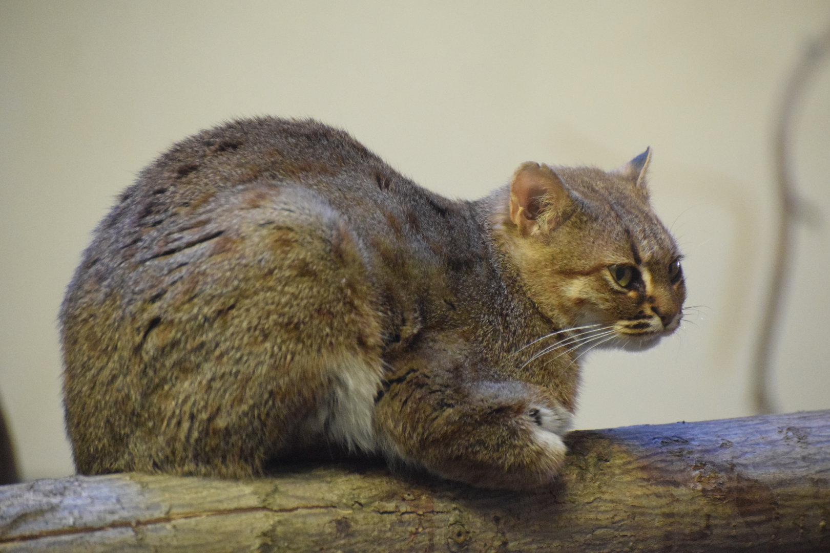 Sri Lankan rusty-spotted cat