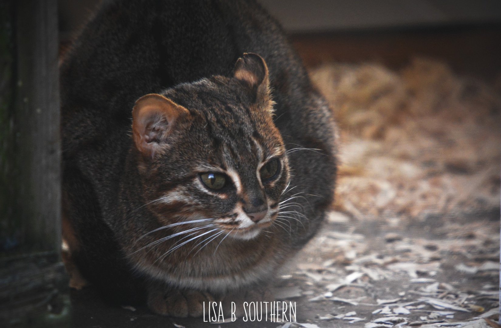 Sri Lankan rusty-spotted cat