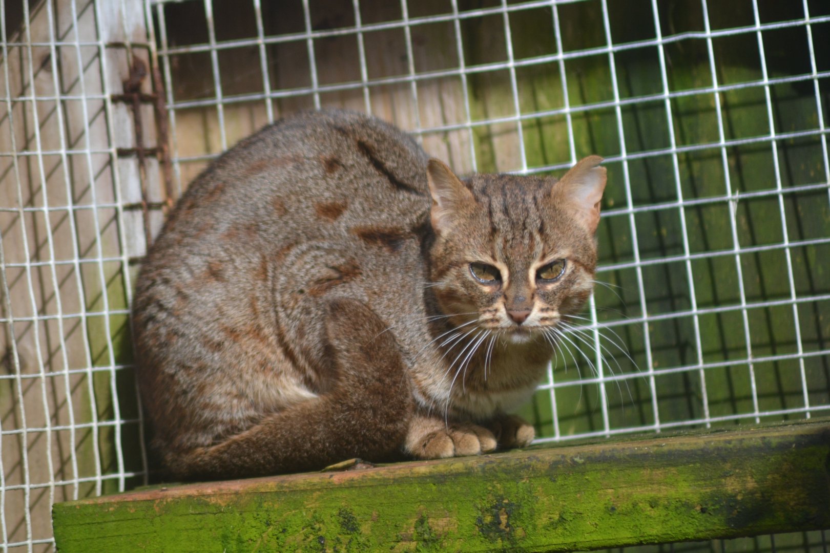 Sri-Lankan rusty-spotted cat