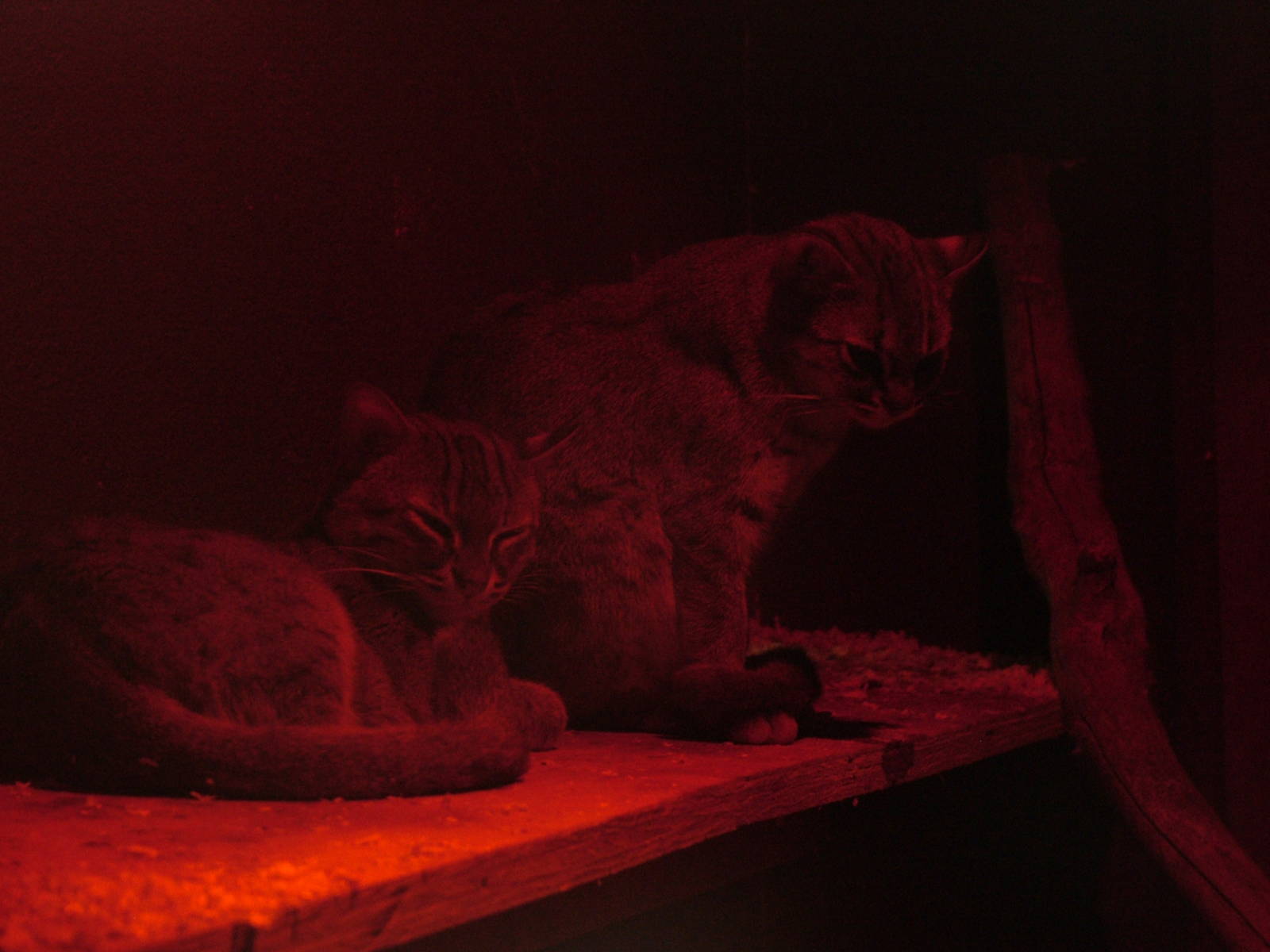 Sri Lankan Rusty-spotted Cats at the RSCC, 31/07/10