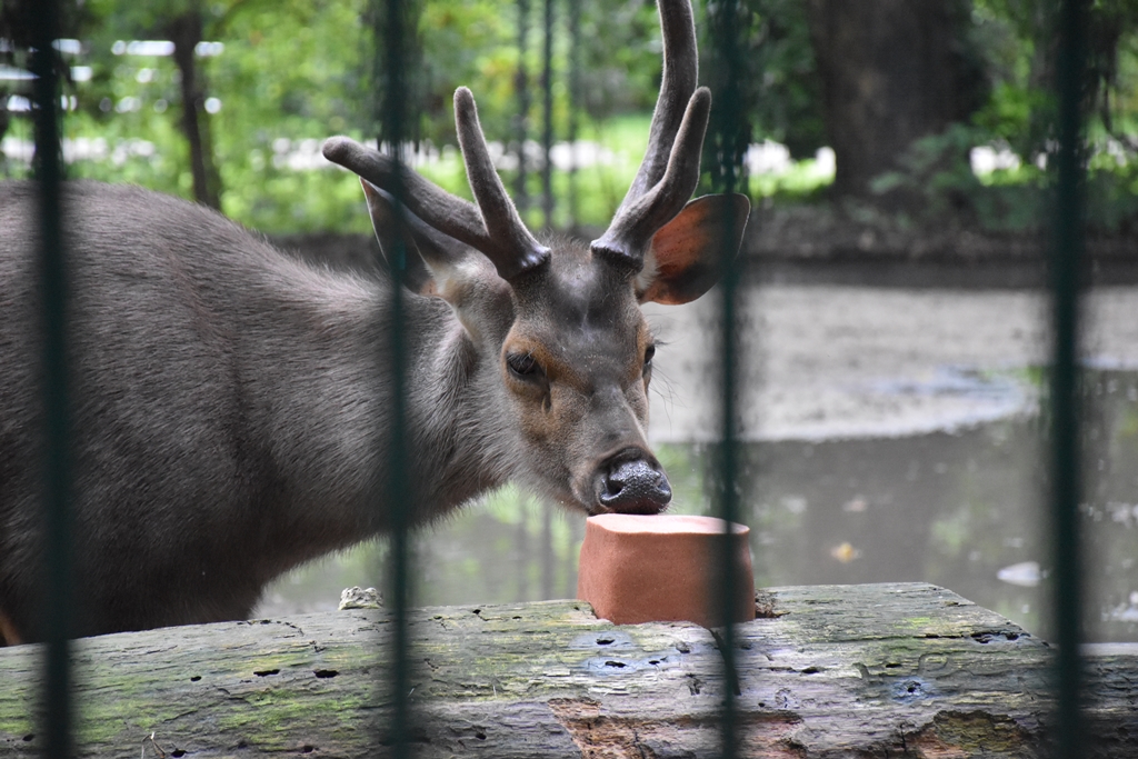 Sri Lankan sambar deer