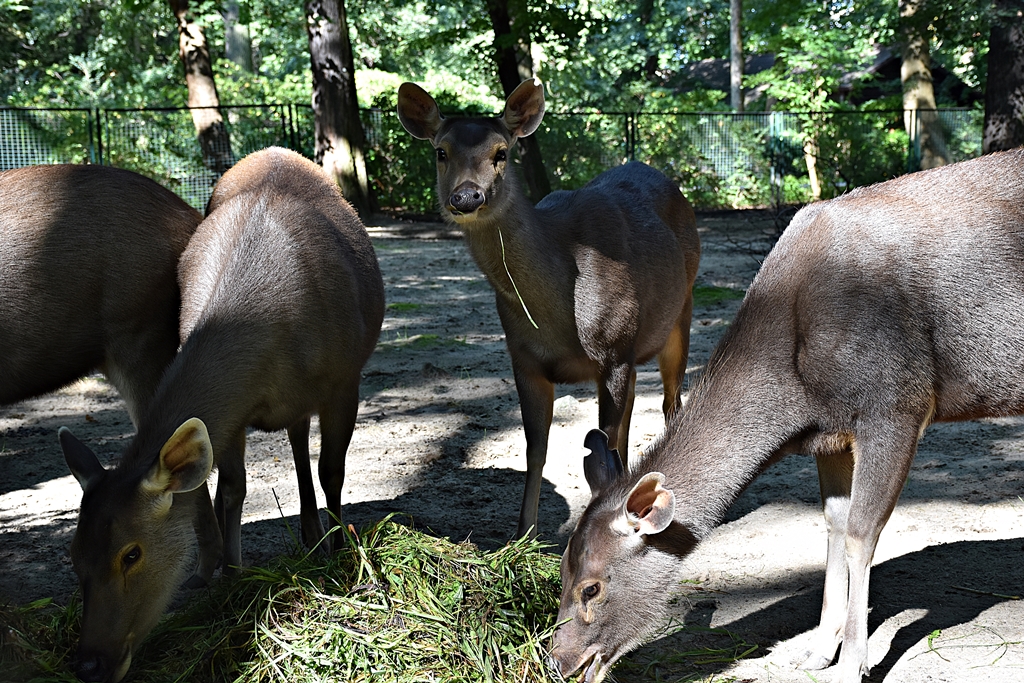 Sri Lankan sambar deer