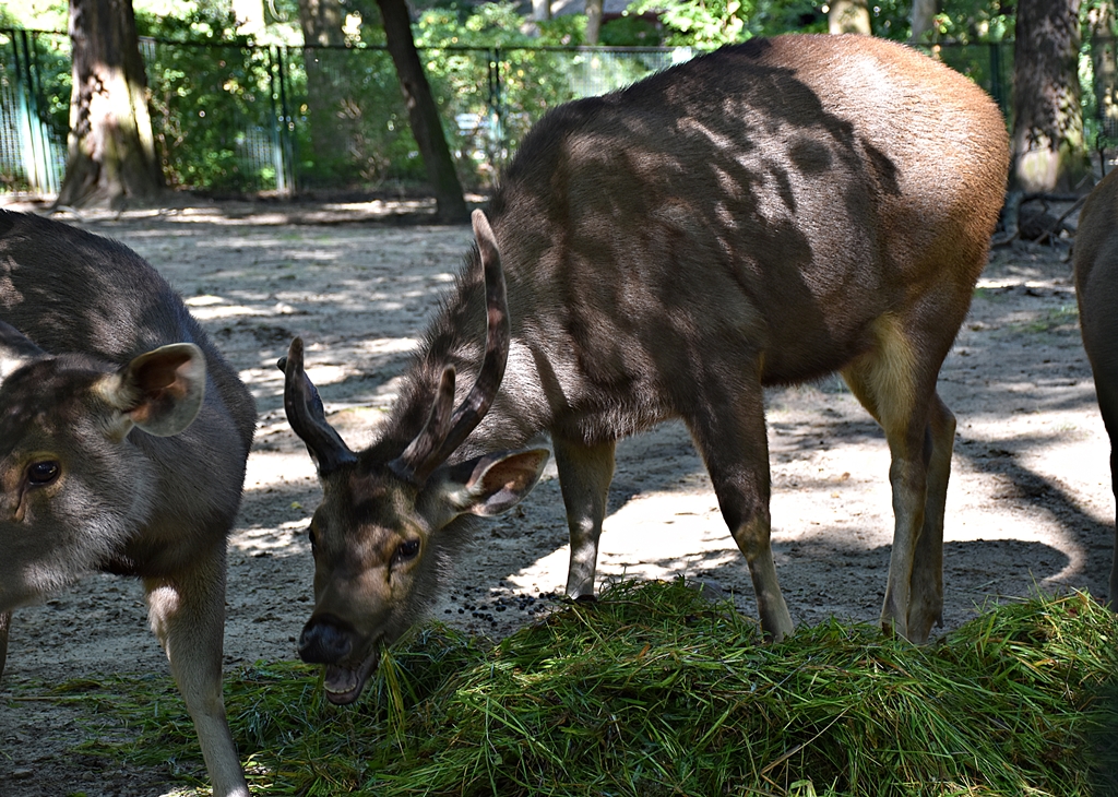 Sri Lankan sambar deer