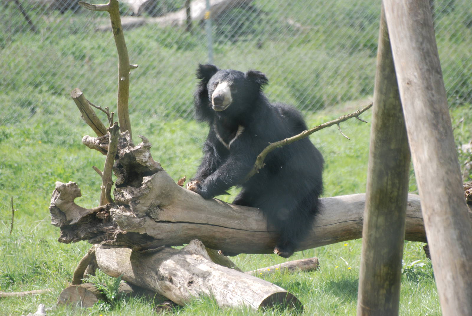 Sri Lankan Sloth Bear at Whipsnade 08/05/11