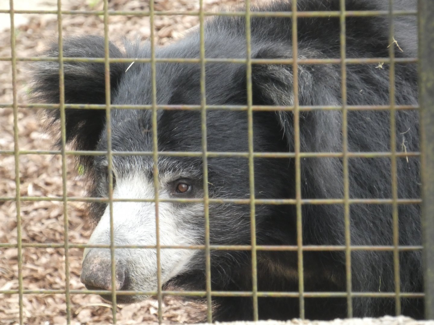 Sri Lankan sloth bear close-up