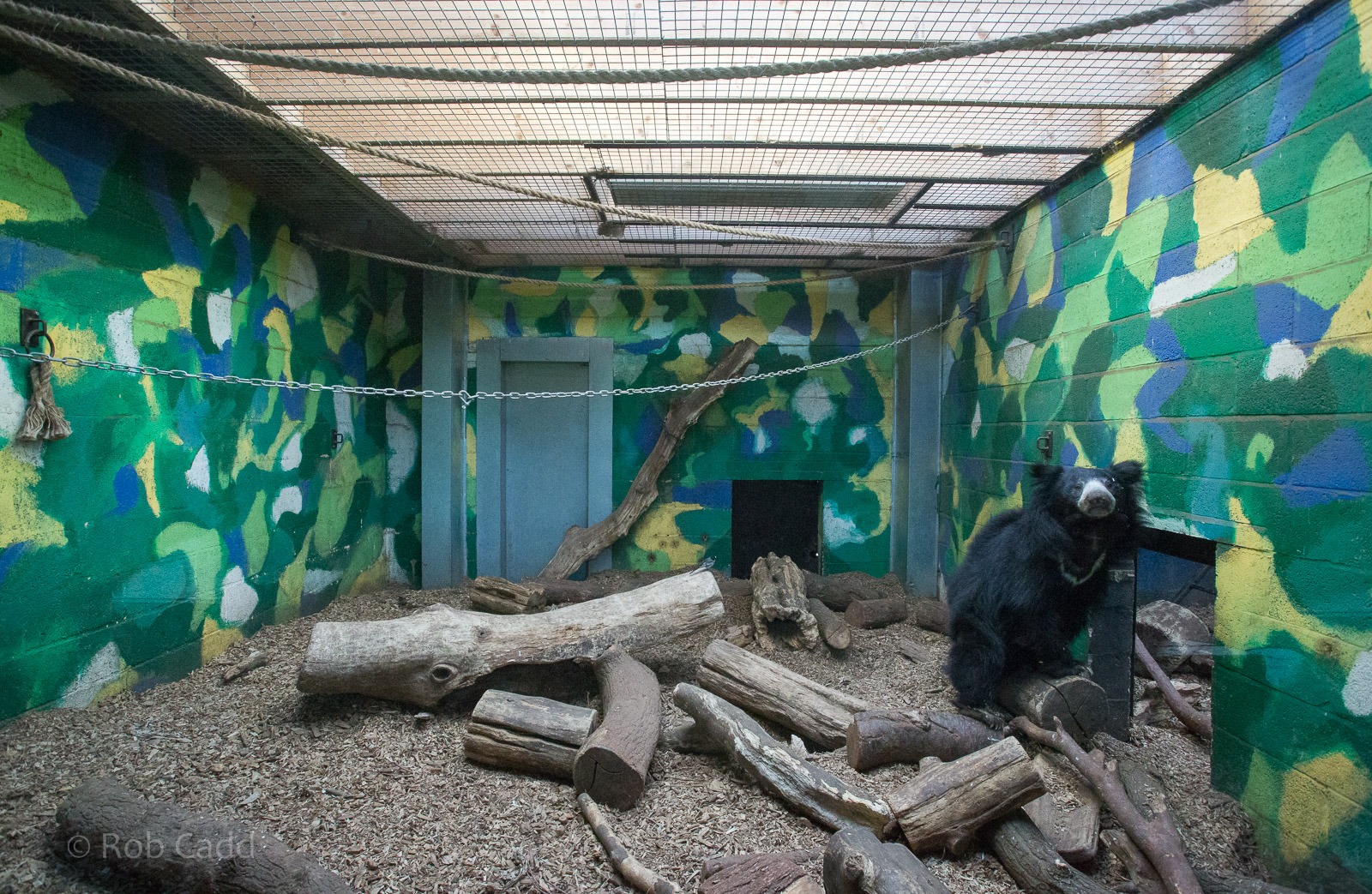 Sri Lankan sloth bear (exhibit) : Whipsnade : 01 Feb 2015