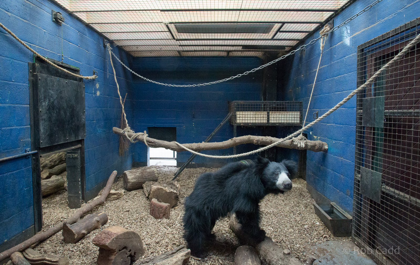 Sri Lankan sloth bear (exhibit) : Whipsnade : 01 Feb 2015