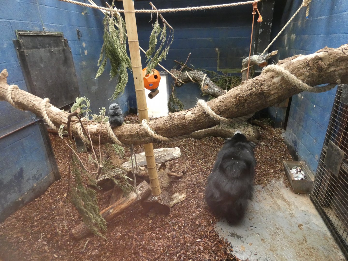 Sri Lankan sloth bear indoor enclosure (2)