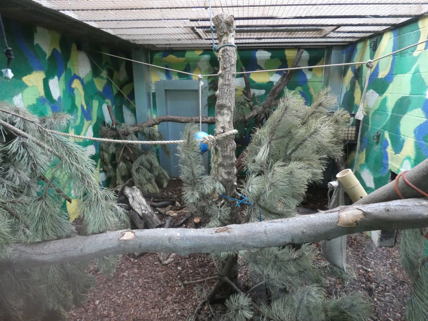Sri Lankan sloth bear indoor enclosure