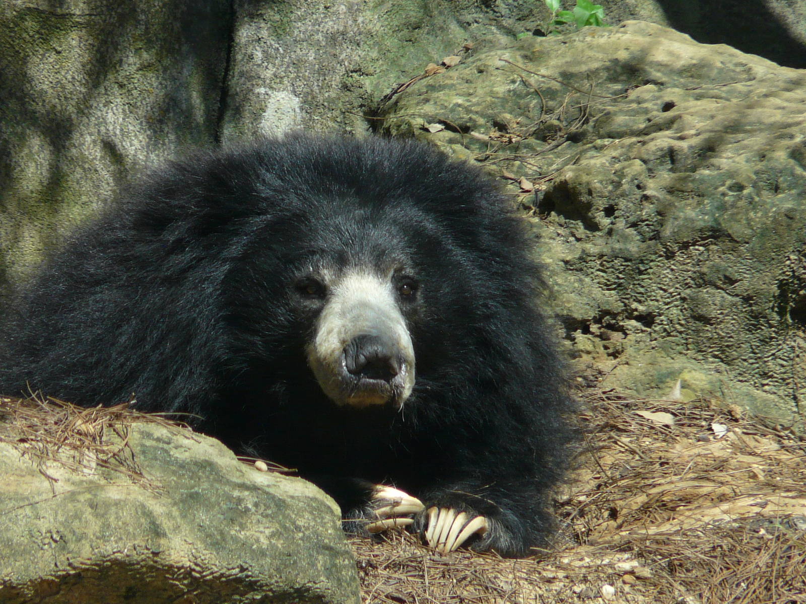Sri Lankan sloth bear/ Melursus ursinus inornatus