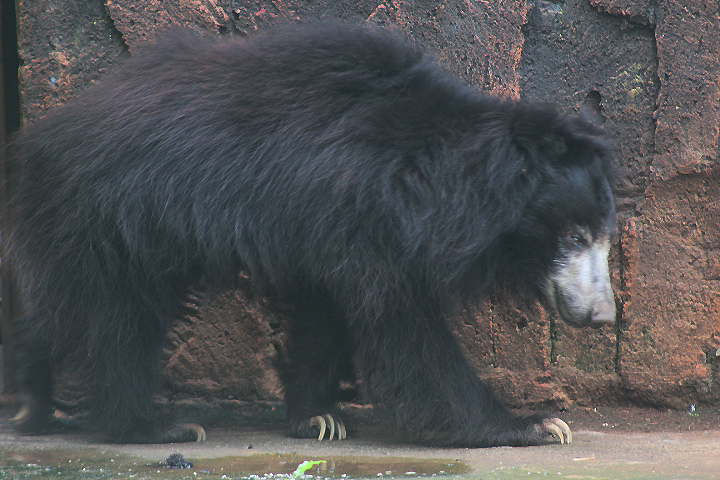 Sri Lankan sloth bear (Melursus ursinus inornatus)