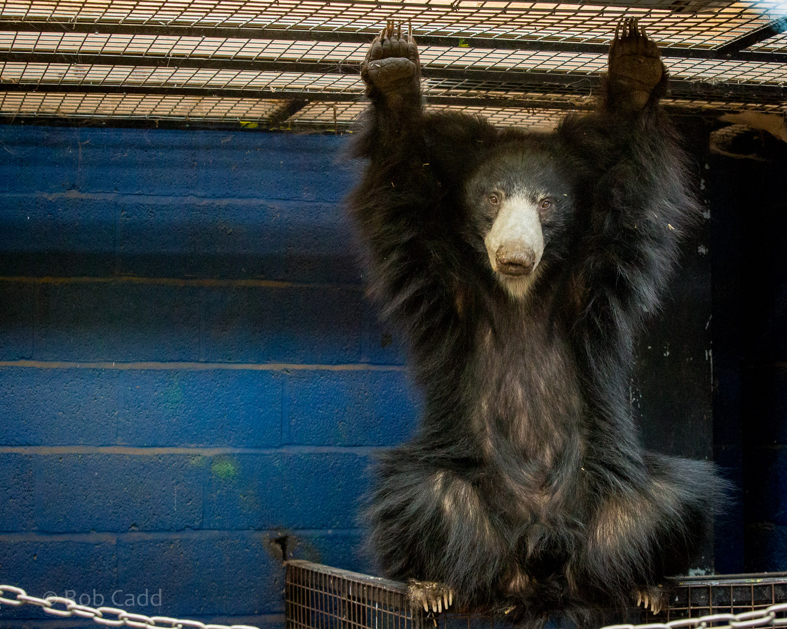 Sri Lankan sloth bear : Whipsnade : 01 Feb 2015