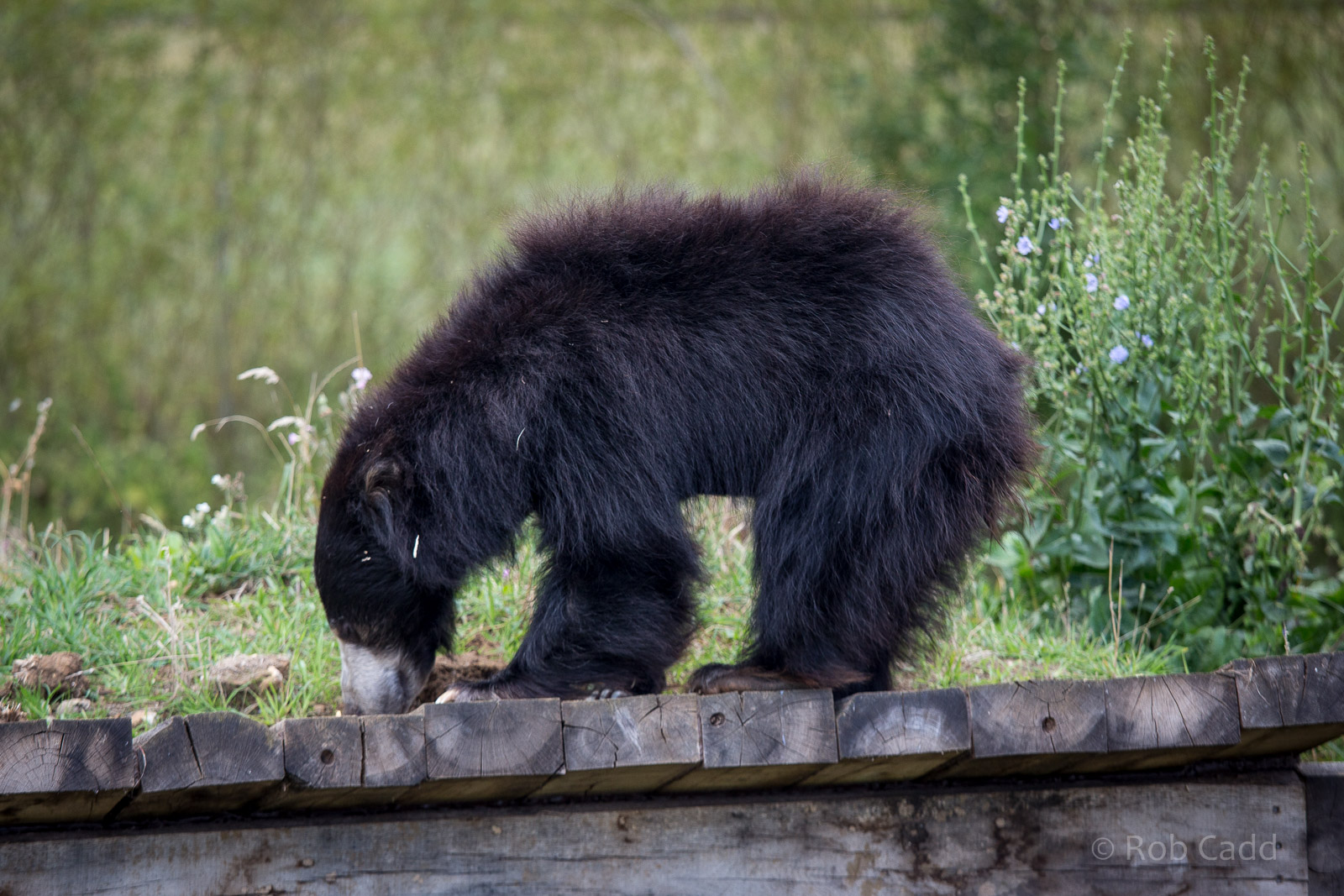 Sri Lankan sloth bear : Whipsnade : 16 Aug 2014