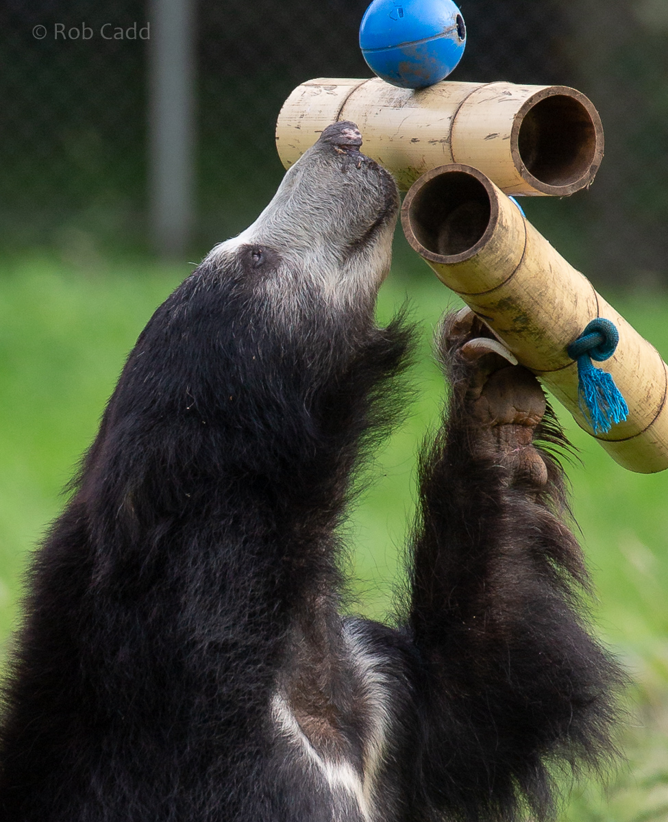 Sri Lankan sloth bear : Whipsnade : 23 Aug 2020