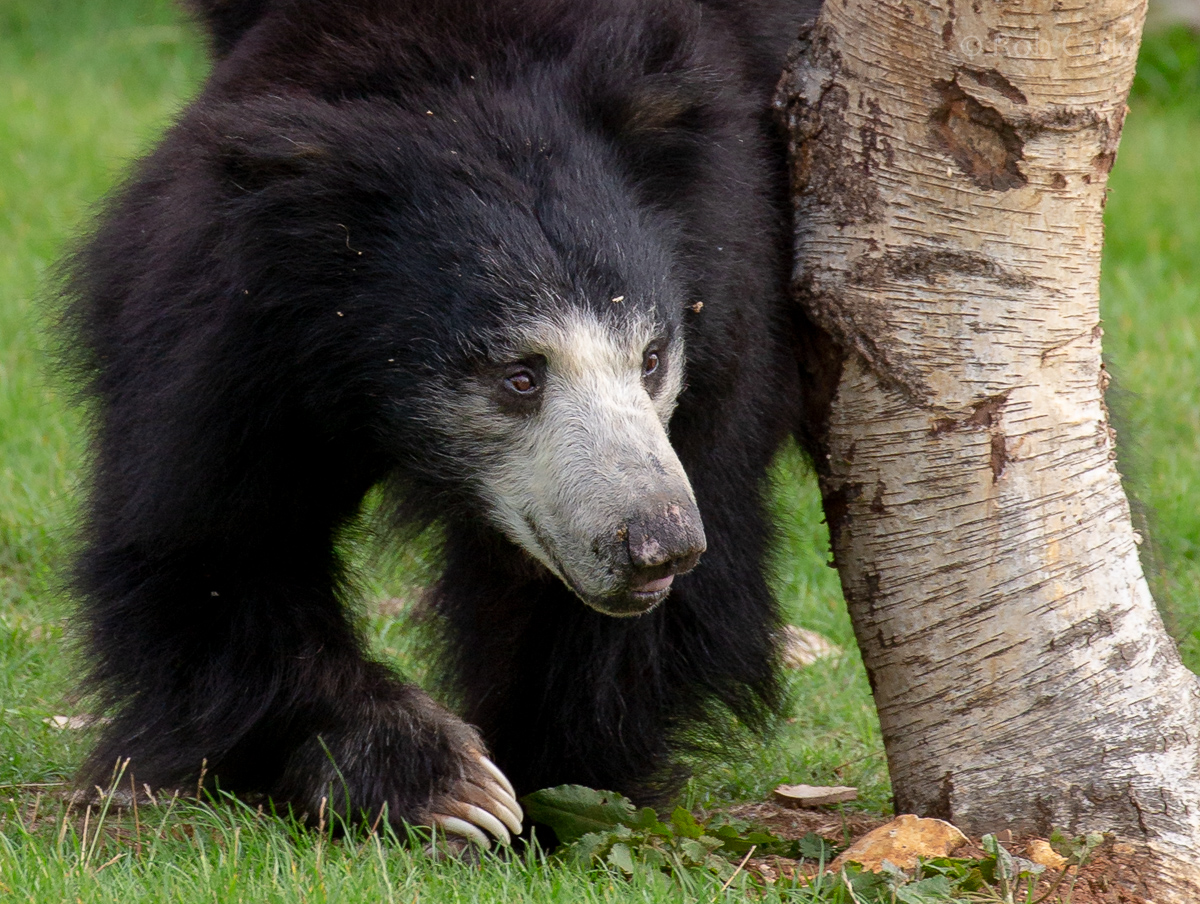 Sri Lankan sloth bear : Whipsnade : 23 Aug 2020