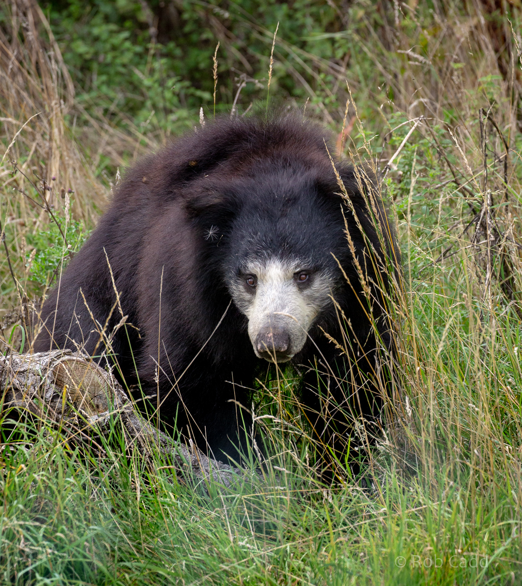 Sri Lankan sloth bear : Whipsnade : 23 Aug 2020