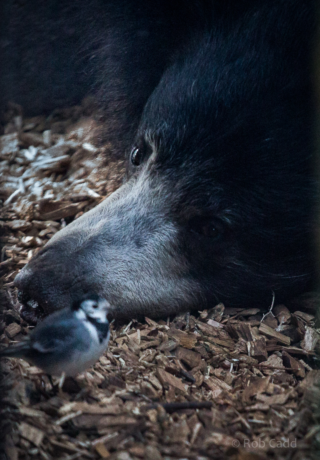 Sri Lankan sloth bear : Whipsnade : 25 Jan 2015