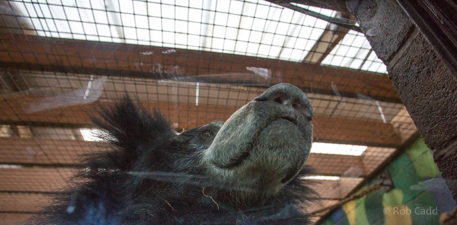 Sri Lankan sloth bear : Whipsnade : 25 Jan 2015