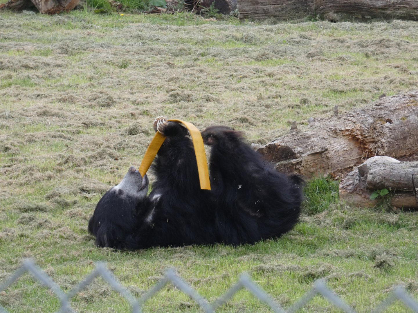Sri Lankan sloth bear with enrichment