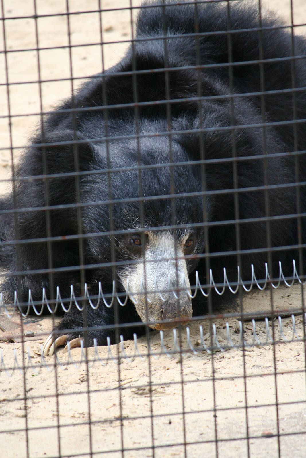 Sri Lankan sloth bear