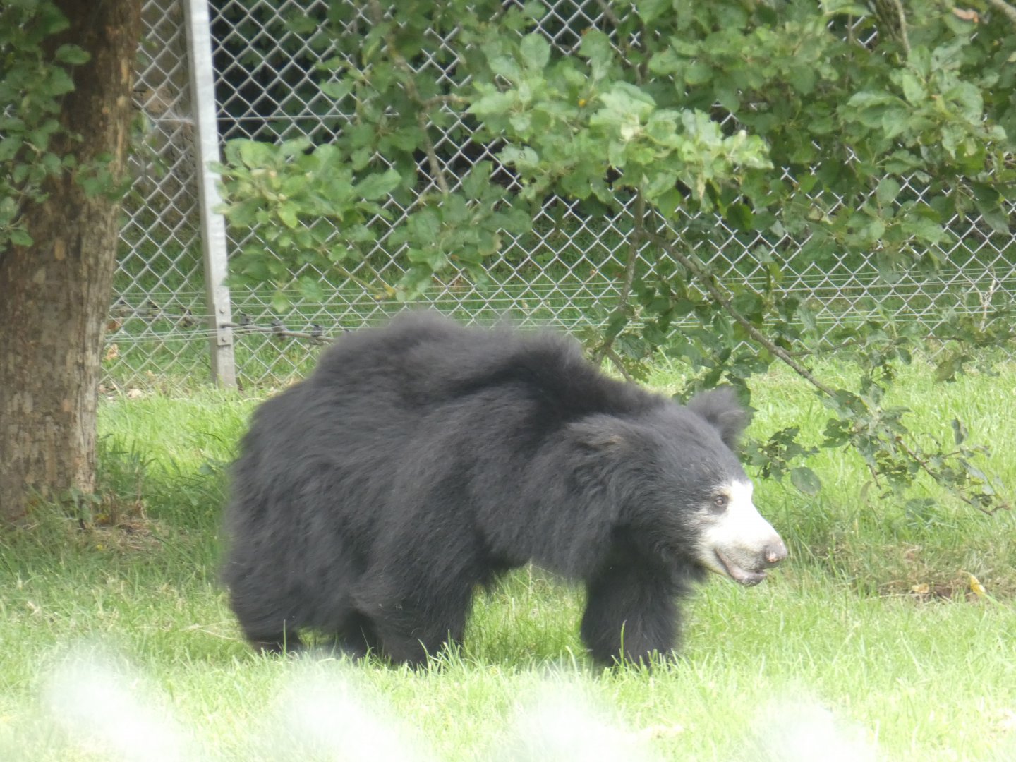 Sri Lankan Sloth Bear