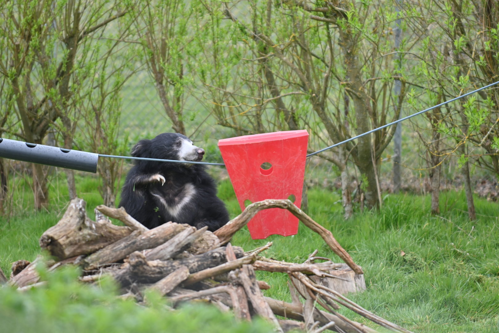 Sri Lankan sloth bear