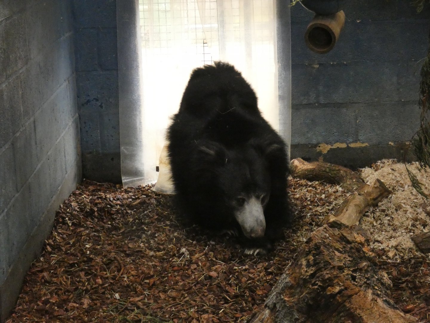 Sri Lankan sloth bear
