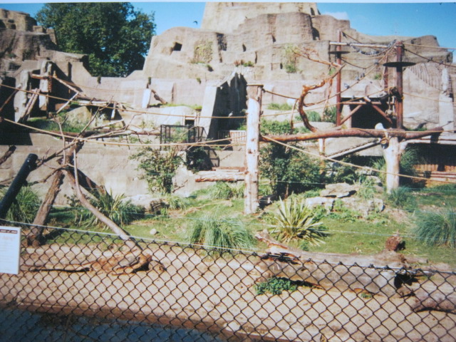 Sri Lankan Sloth Bears 6/10/99.