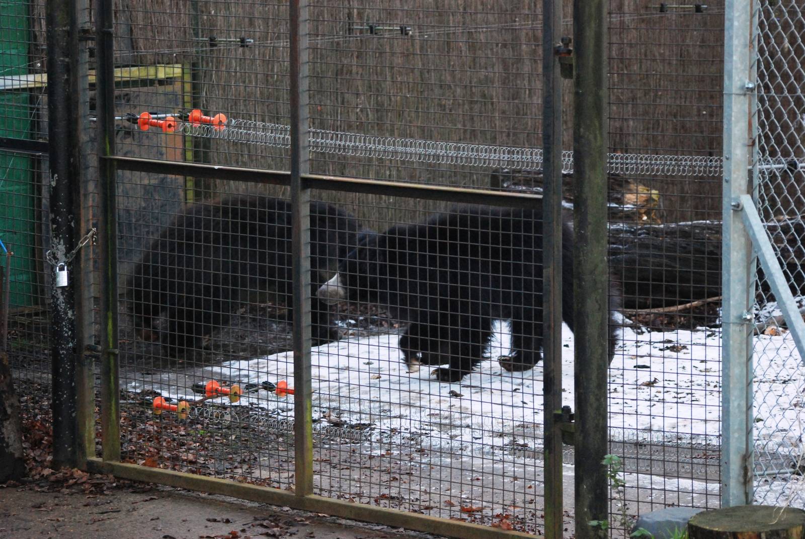 Sri Lankan Sloth Bears at Whipsnade, 07/12/12