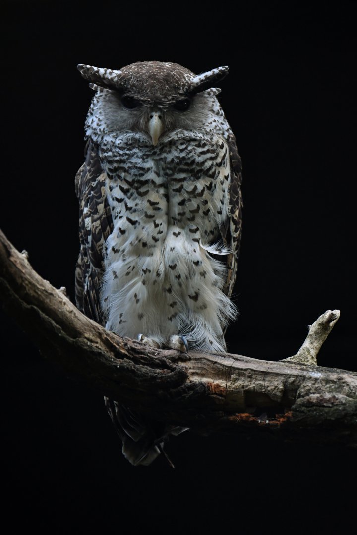 Sri Lankan spot-bellied eagle-owl (Bubo nipalensis blighi)