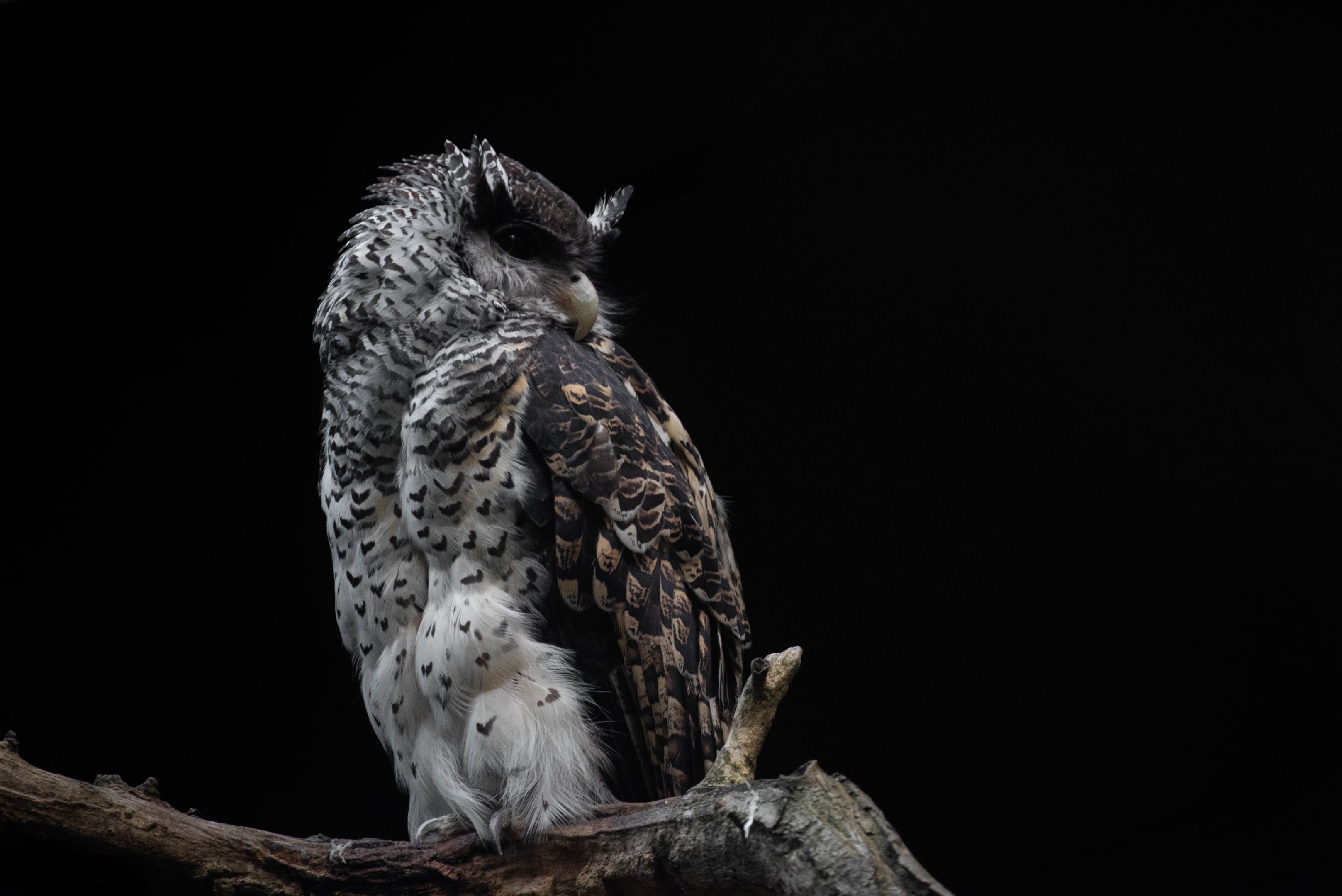 Sri Lankan spot-bellied eagle-owl - Bubo nipalensis blighi