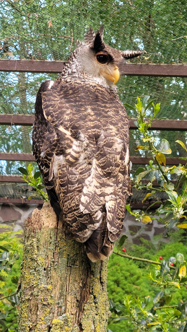 Sri Lankan spot-bellied eagle-owl (Bubo nipalensis blighi)