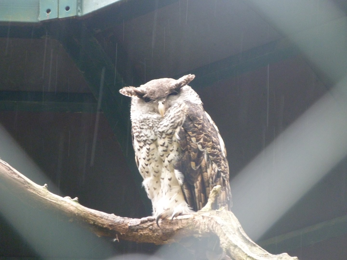 Sri Lankan spot-bellied eagle-owl -Tierpark Berlin (2024)