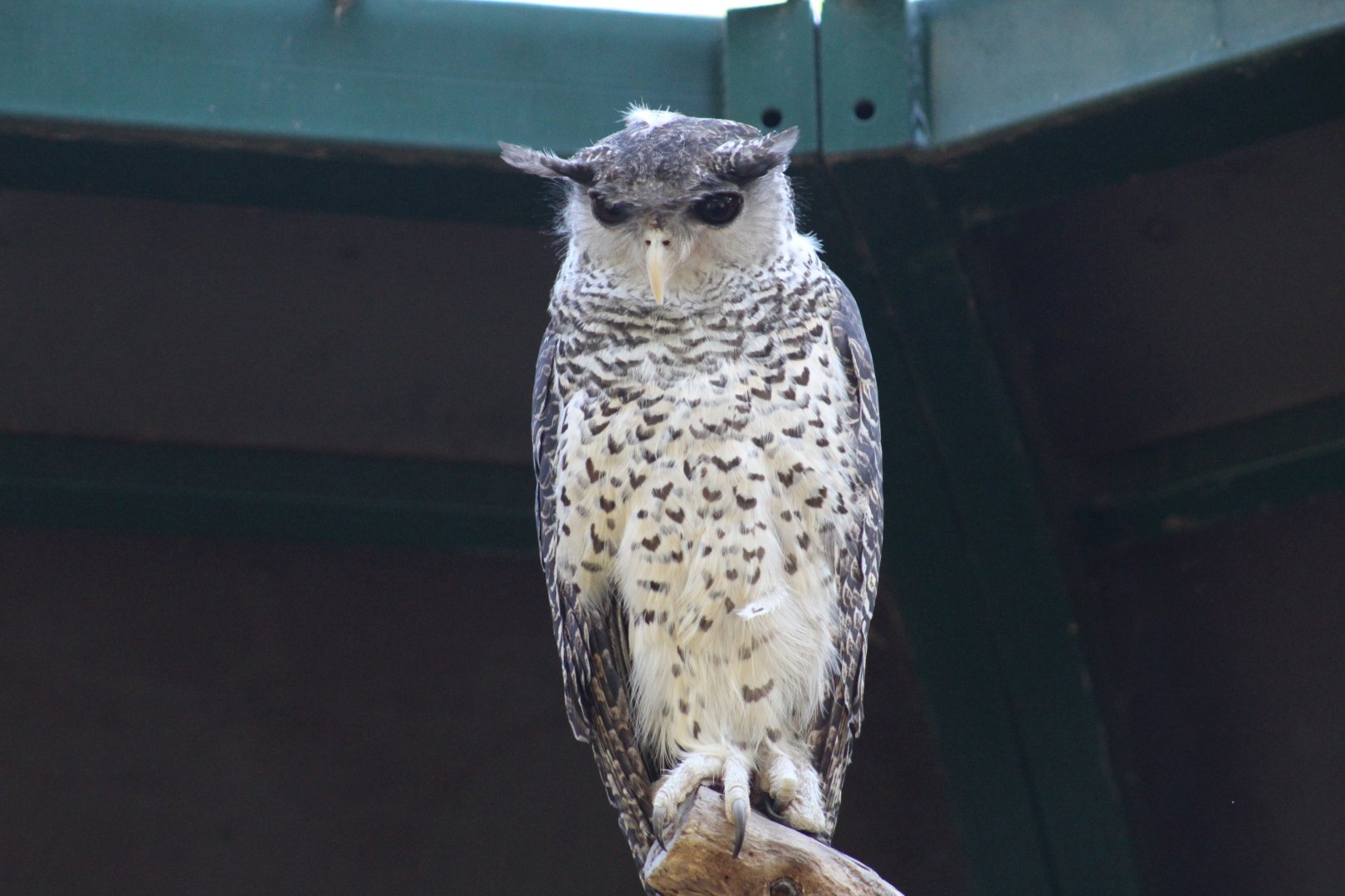 Sri Lankan Spot-Bellied Eagle-Owl