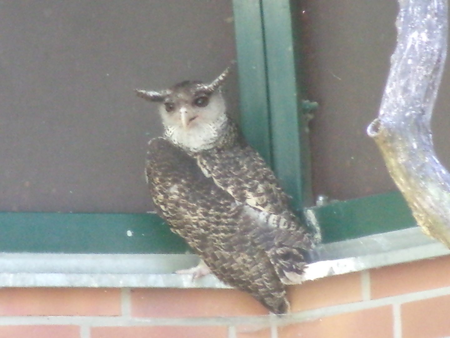 Sri-Lankan spot-bellied owl