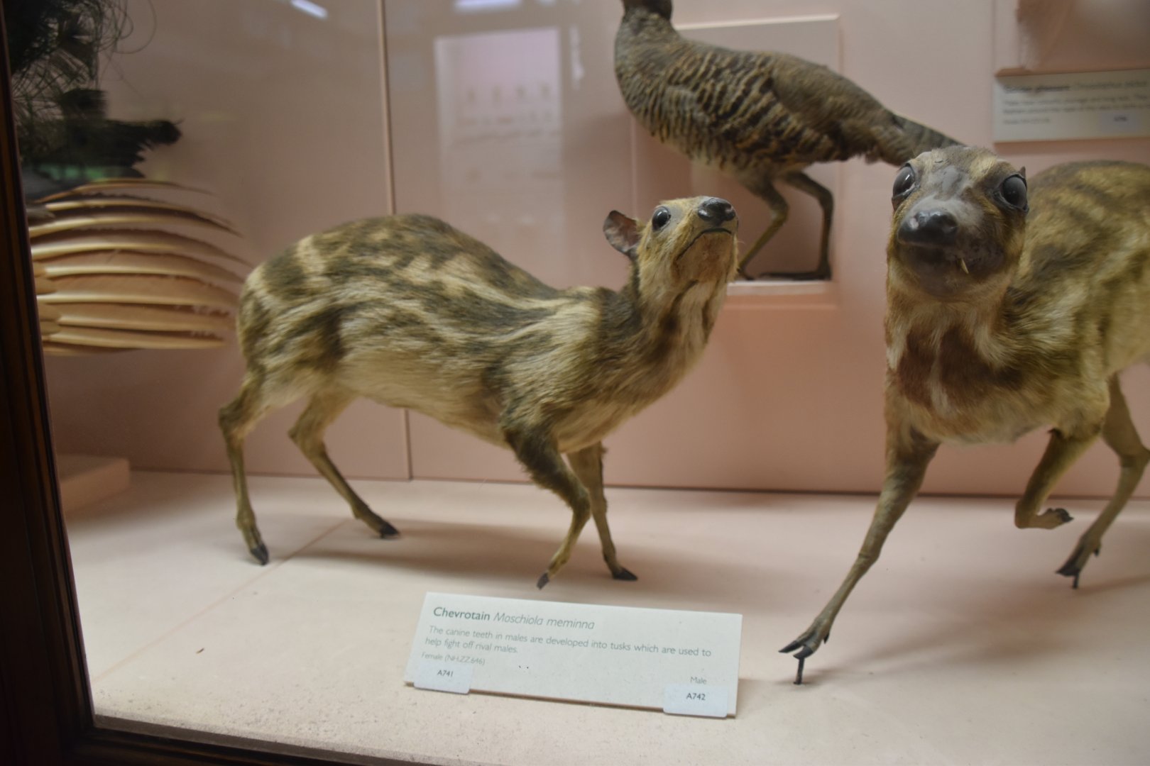 Sri Lankan spotted chevrotain