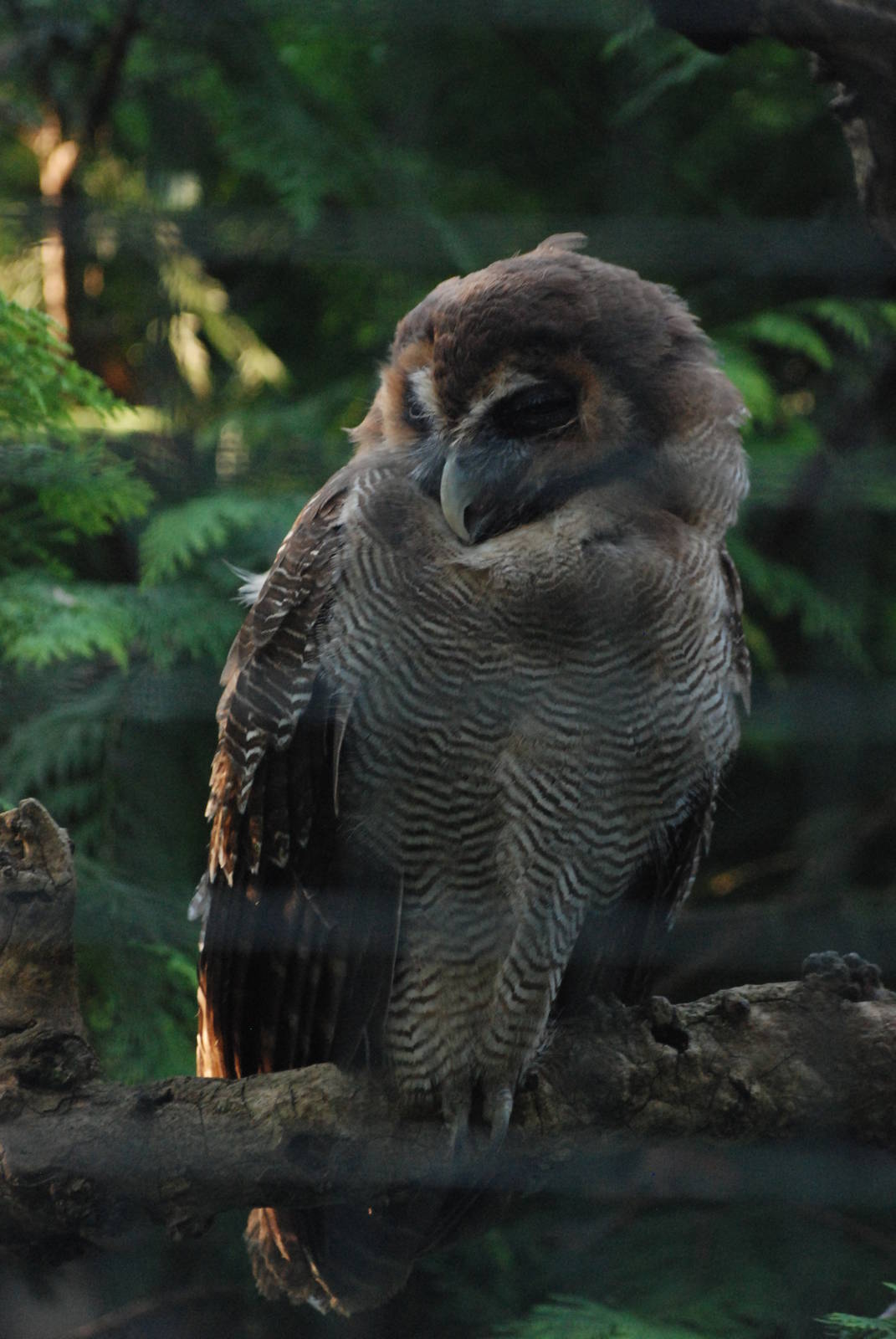 Sri Lankan Wood Owl at Berlin Zoo, 31/08/11