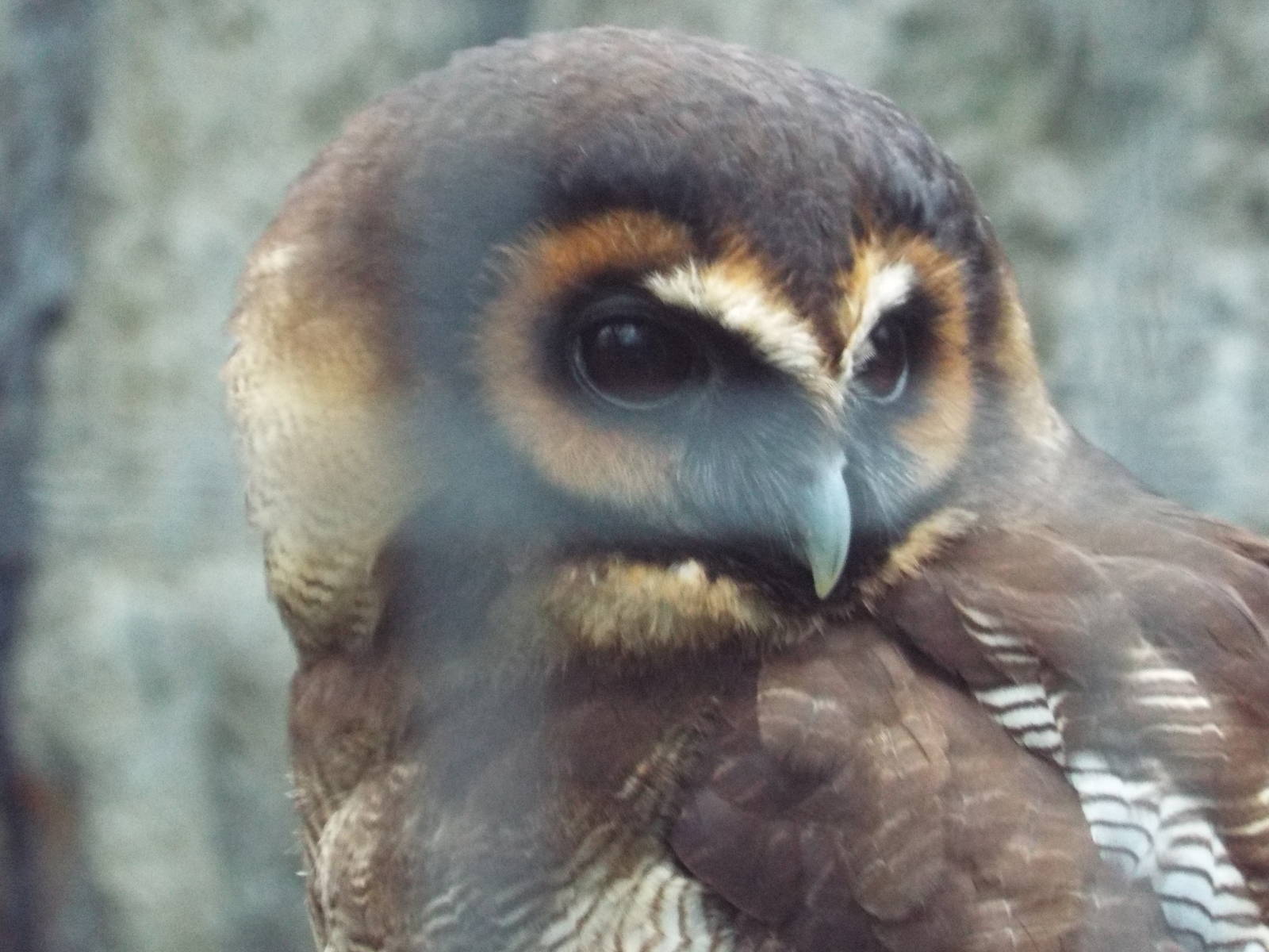 Sri Lankan Wood Owl (Strix leptogrammica ochrogenys) at Zoo Berlin - April
