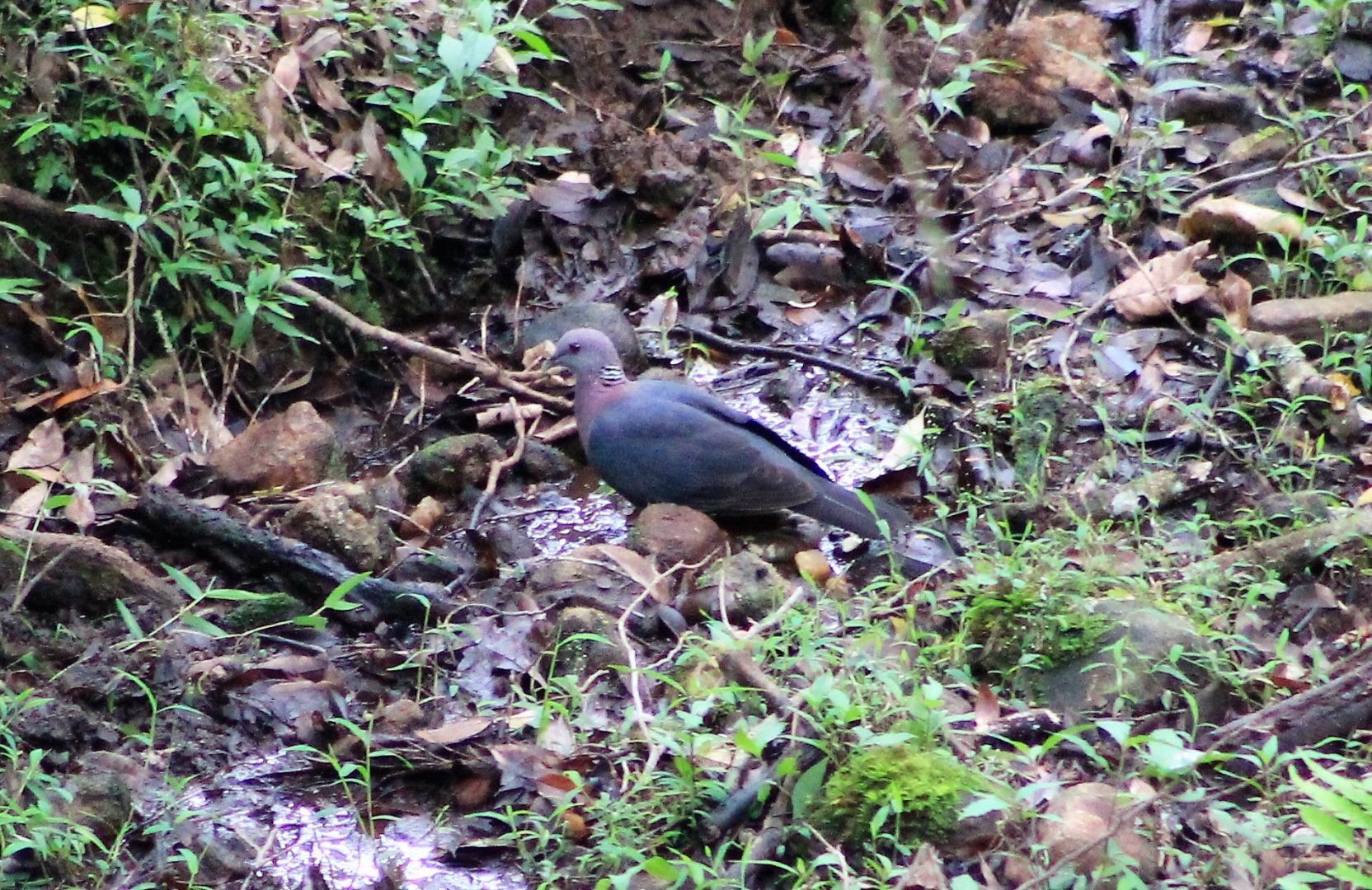 Sri Lankan Woodpigeon (Columba torringtoniae)