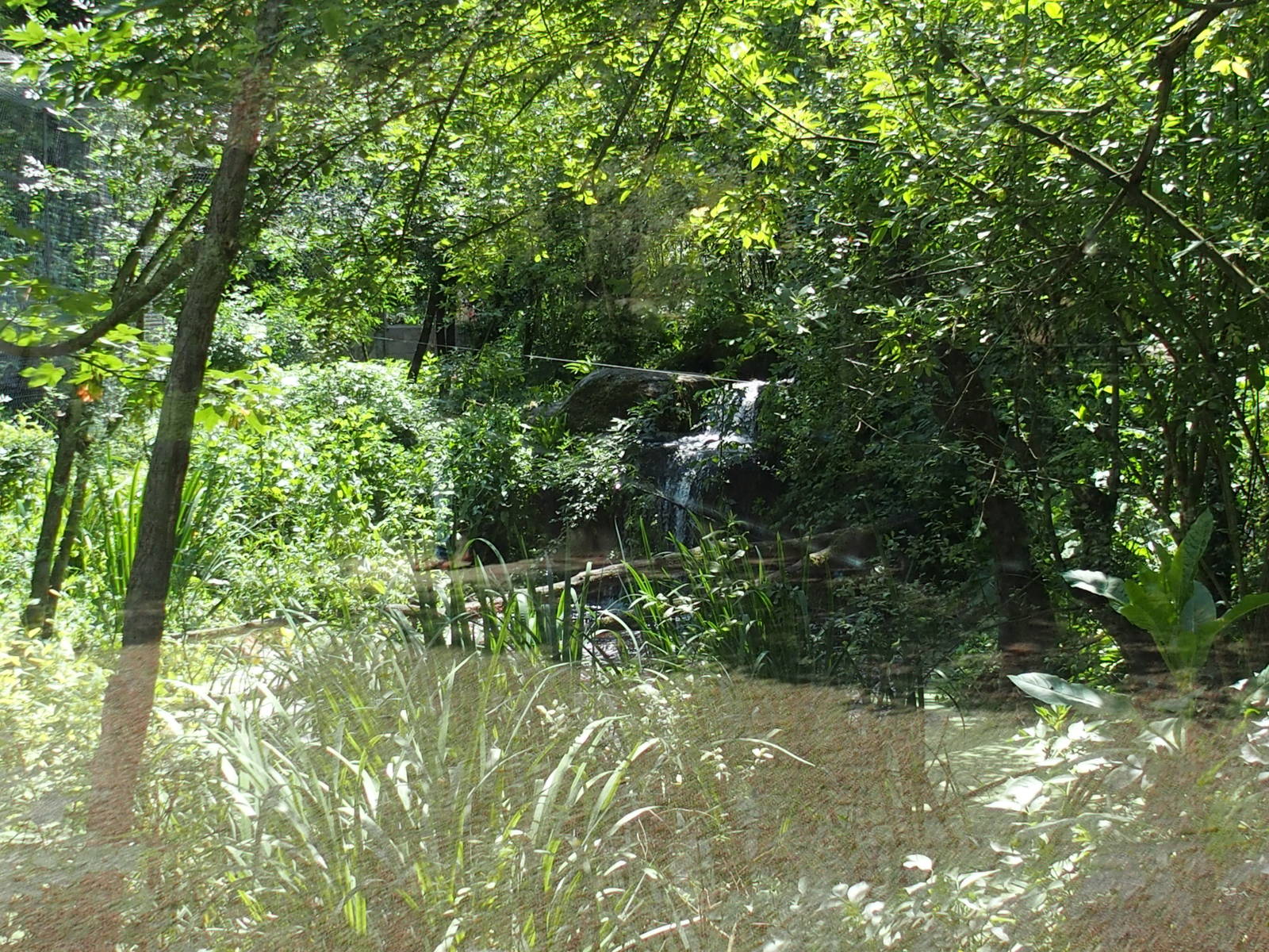 sri lanken  leopard enclosure through glass