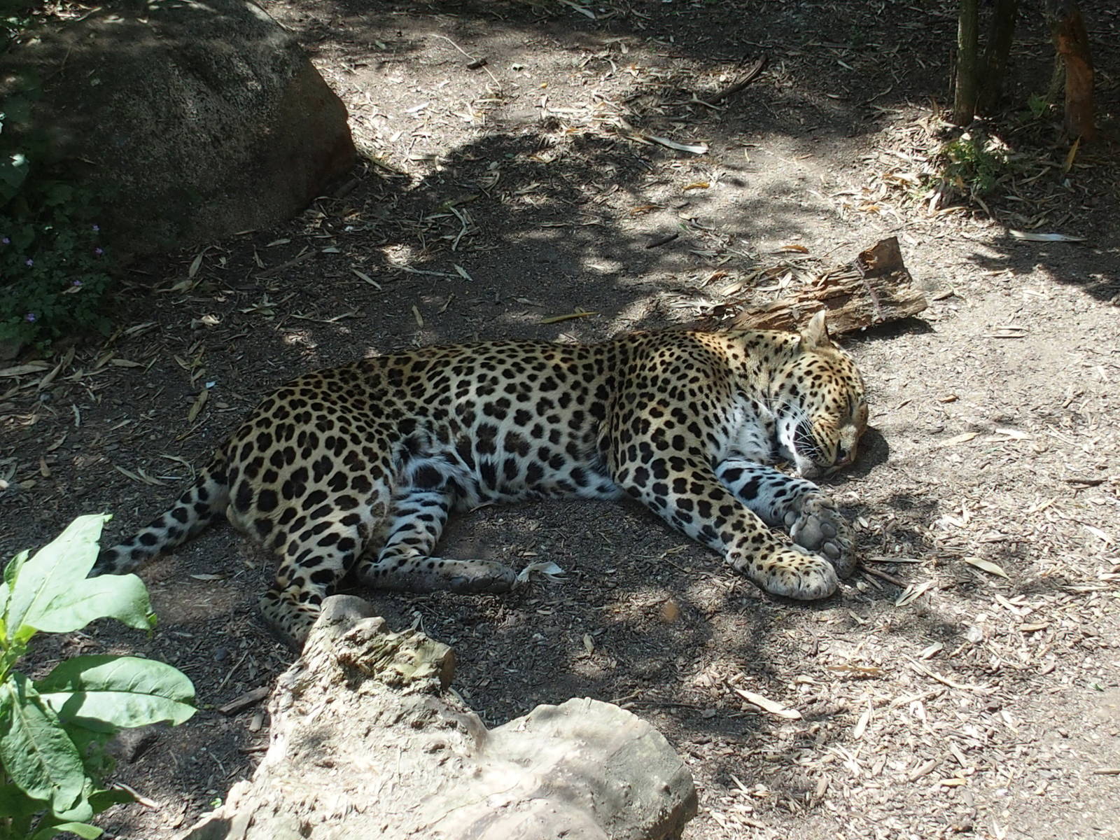 Sri lanken leopard
