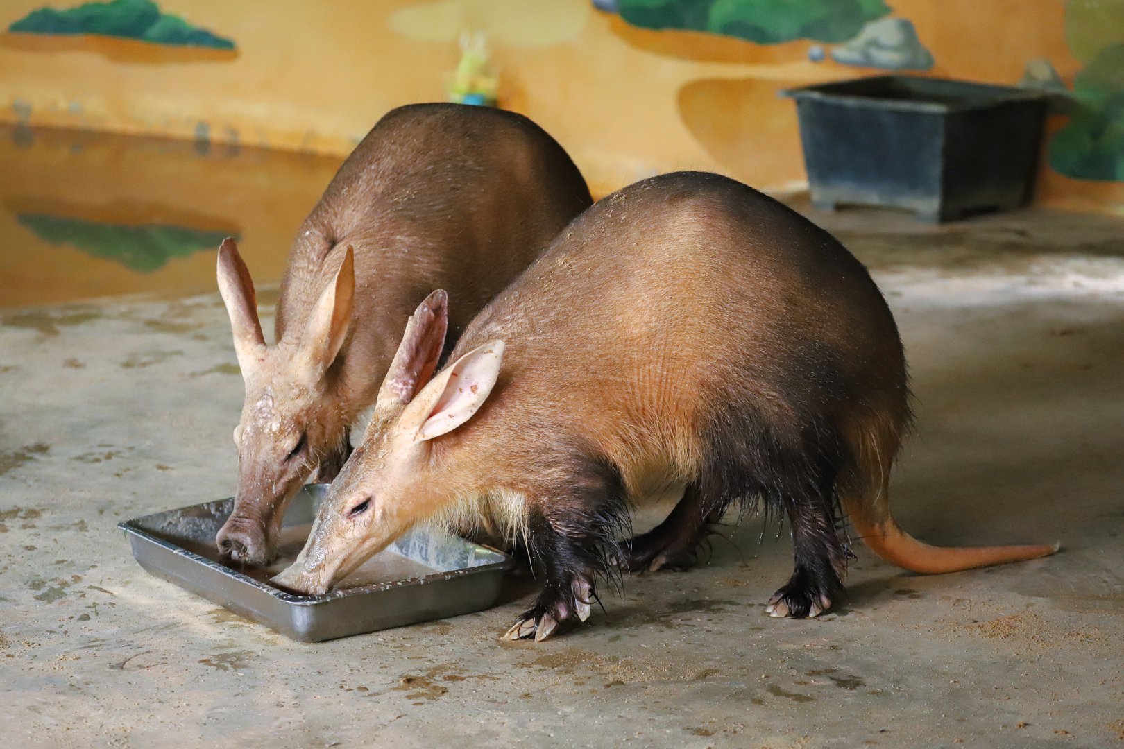 Sriayuthaya Lion Park - Aardvark