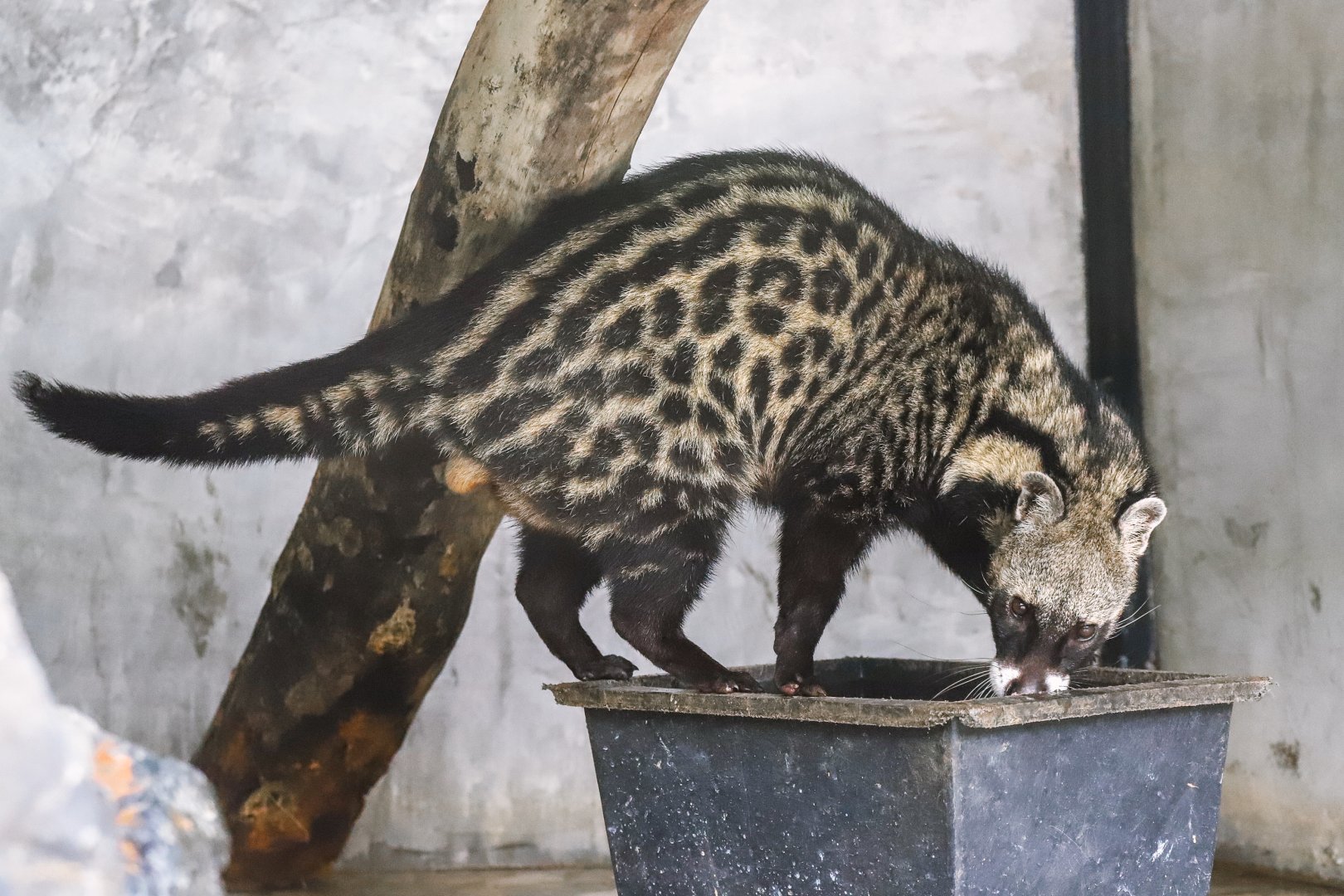 Sriayuthaya Lion Park - African civet