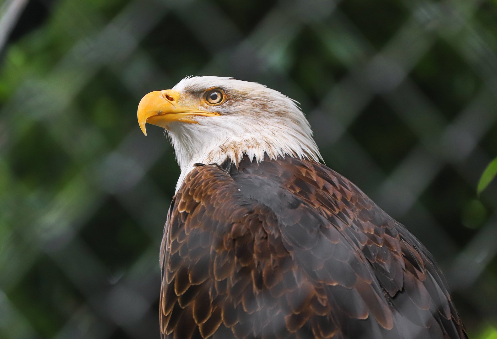 Sriayuthaya Lion Park - Bald eagle