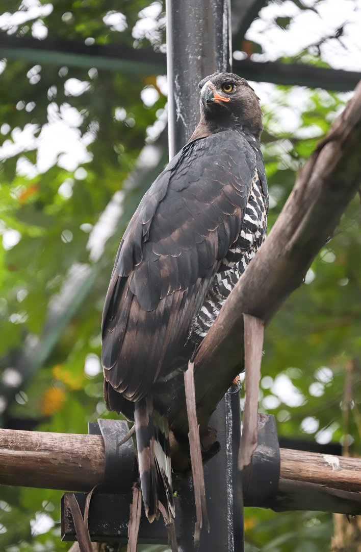 Sriayuthaya Lion Park - Crowned eagle