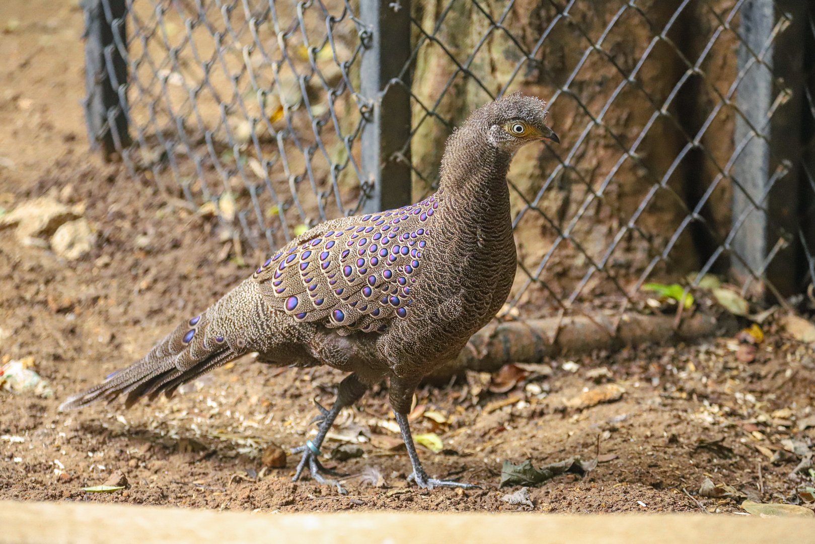 Sriayuthaya Lion Park - Grey peacock-pheasant