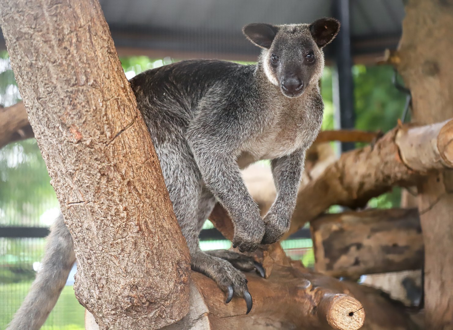 Sriayuthaya Lion Park - Grizzled Tree Kangaroo